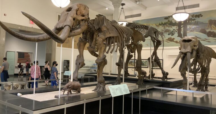 アメリカ自然史博物館（ニューヨーク・2021年８月訪問）